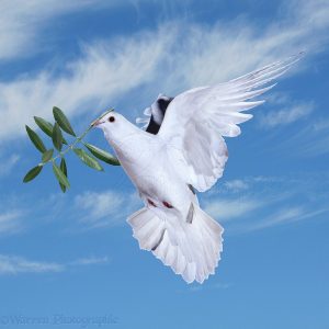 Dove flying with olive branch in sky.