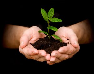 Hands holding soil with a small plant.